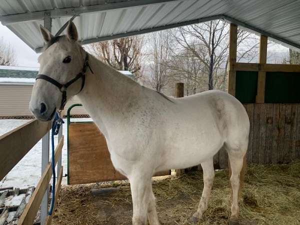 standardbred-horse