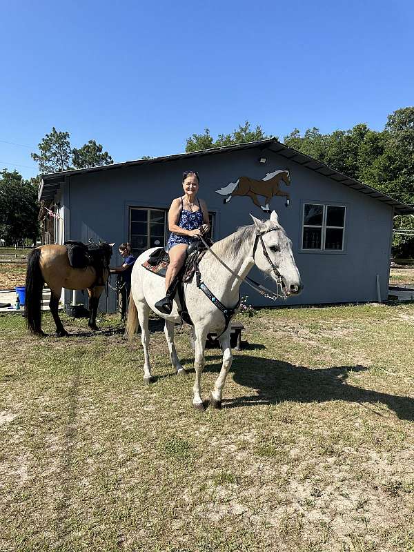 standardbred-gelding