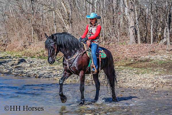 athletic-friesian-horse