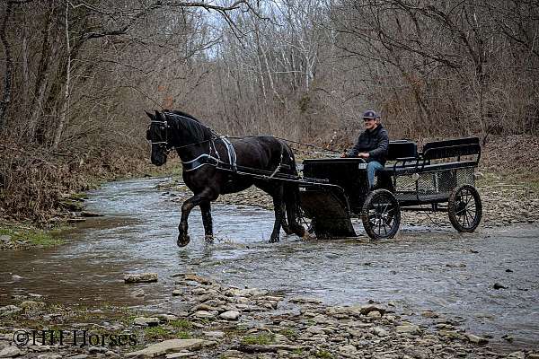 draft-friesian-horse