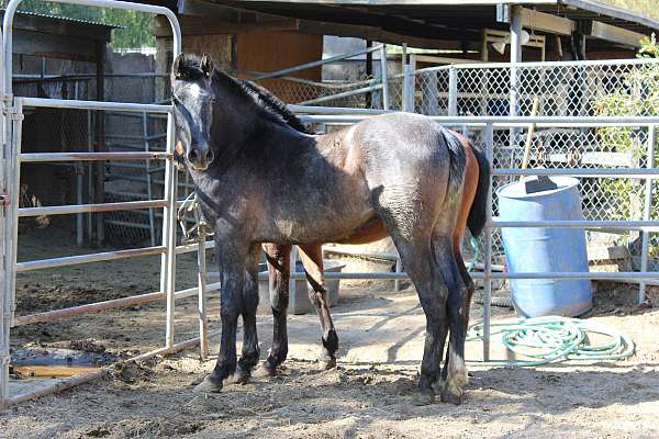 baroque-style-andalusian-horse