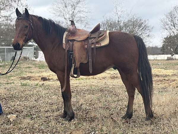 quarter-horse-gelding