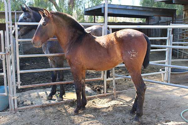 baroque-style-andalusian-colt