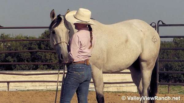 beginner-quarter-horse