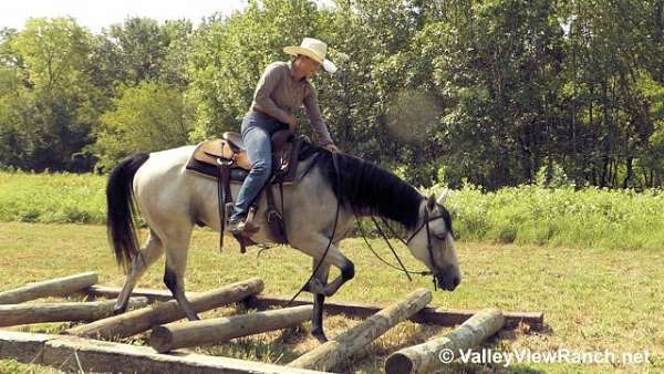 grey-quarter-horse-gelding