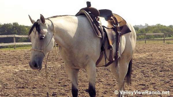 kid-safe-quarter-horse