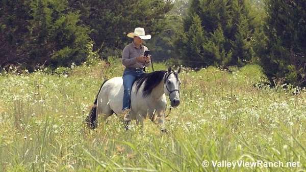 parade-quarter-horse