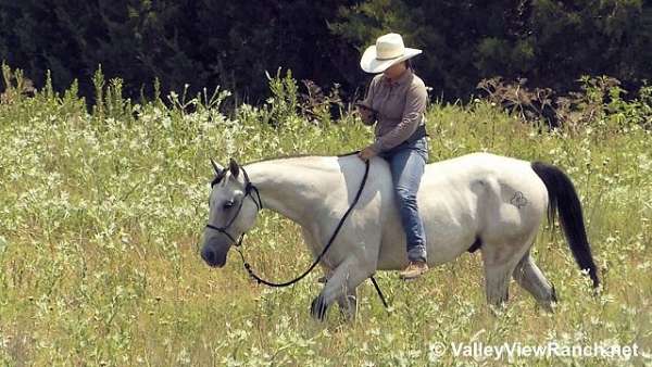 ranch-quarter-horse