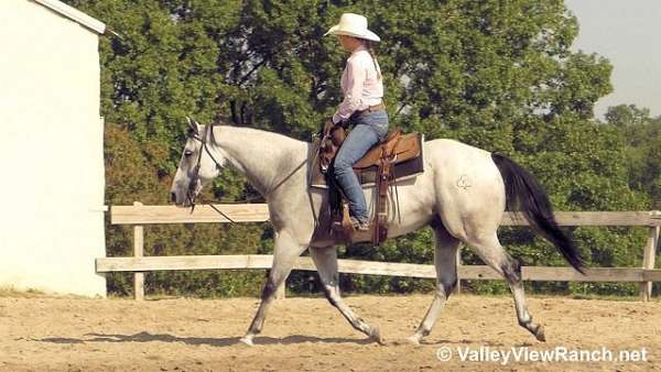 trail-quarter-horse