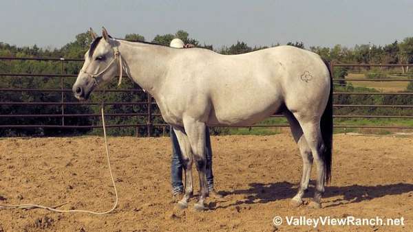 trail-riding-quarter-horse