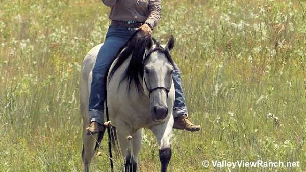 grey-beginner-horse