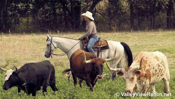 grey-kid-safe-horse