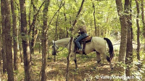 grey-parade-horse