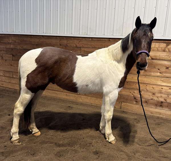 all-around-draft-horse