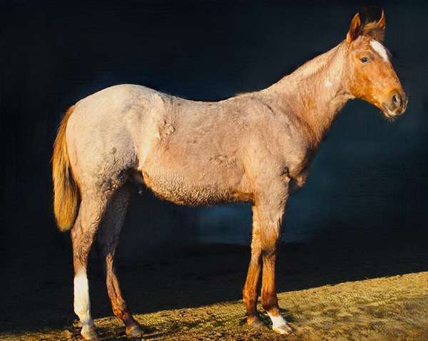 athletic-quarter-horse