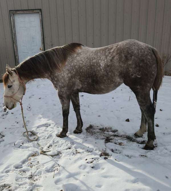 all-around-quarter-horse