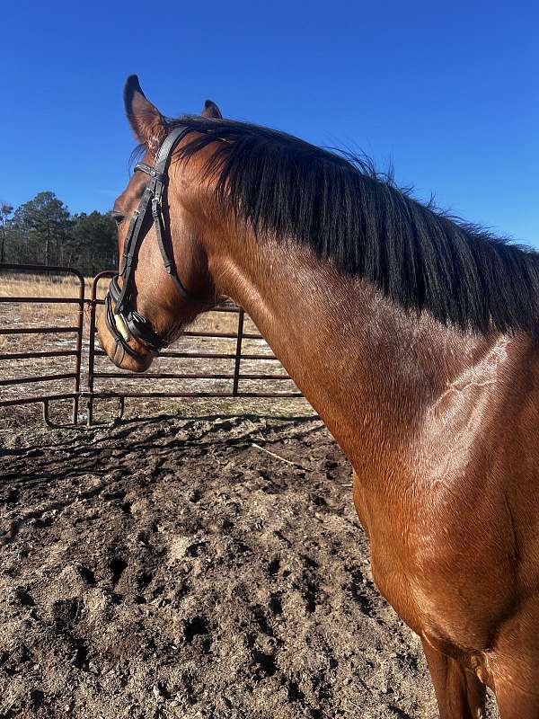 barrel-thoroughbred-horse