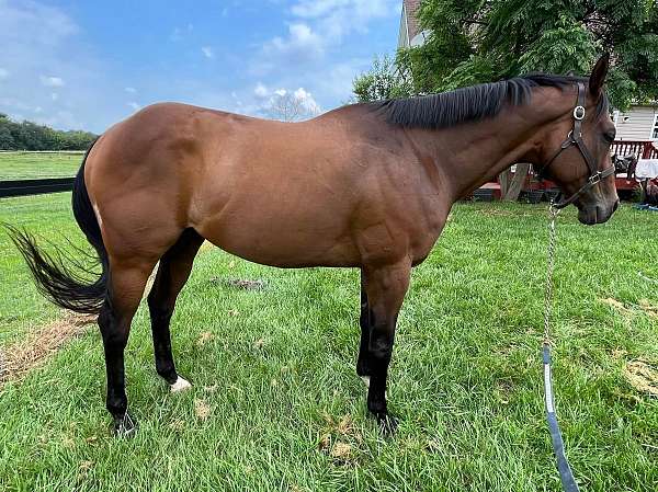 bay-thoroughbred-gelding