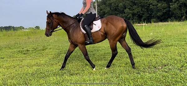 bay-gelding-for-sale