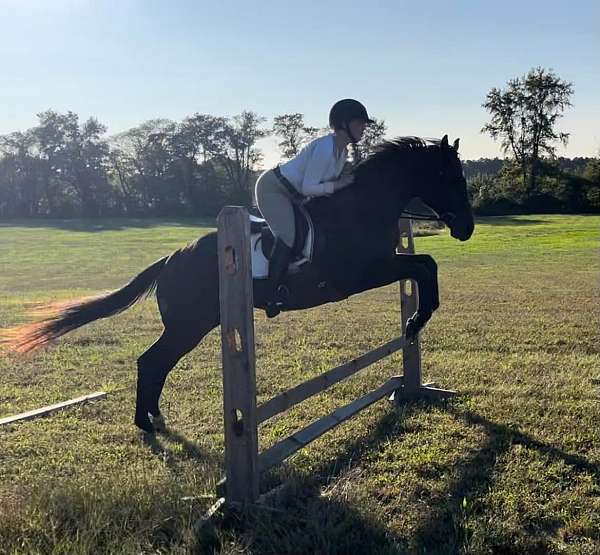 16-hand-thoroughbred-gelding