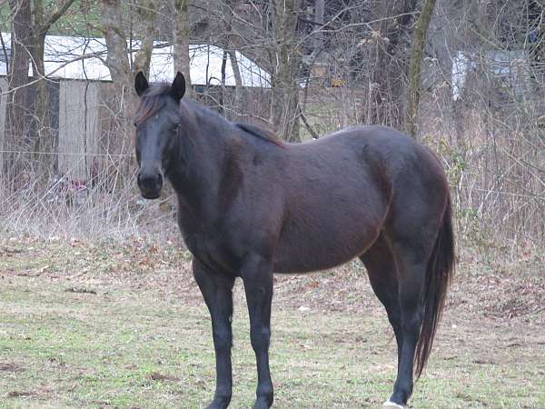 agha-quarter-horse