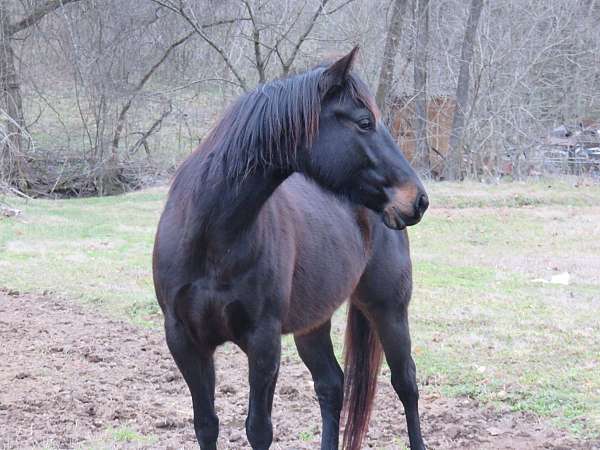 black-quarter-horse-mare