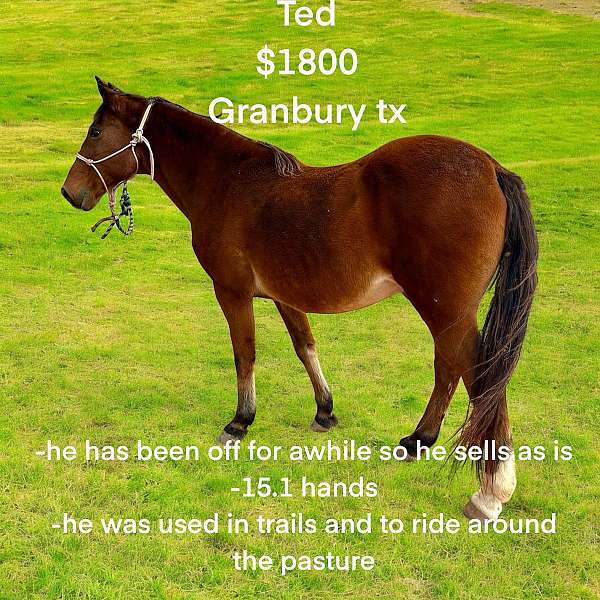 quarter-horse-gelding