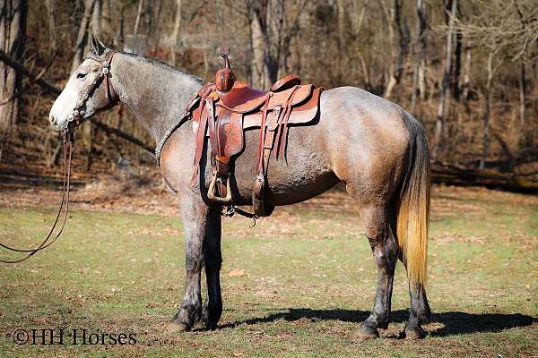 grey-trail-class-competi-horse