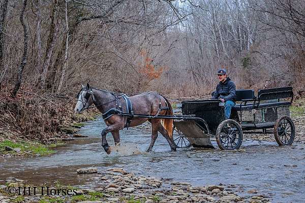 athletic-quarter-horse