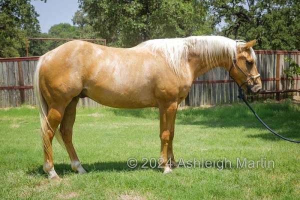 quarter-horse-gelding