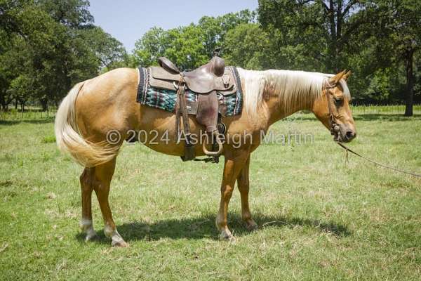 quarter-horse-for-sale