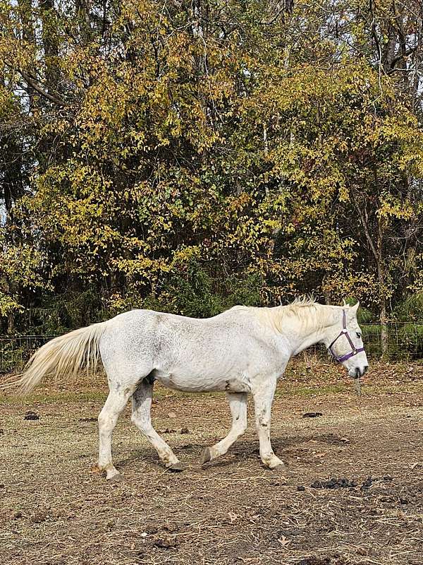 appaloosa-gelding