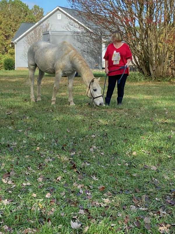 appaloosa-horse-for-sale