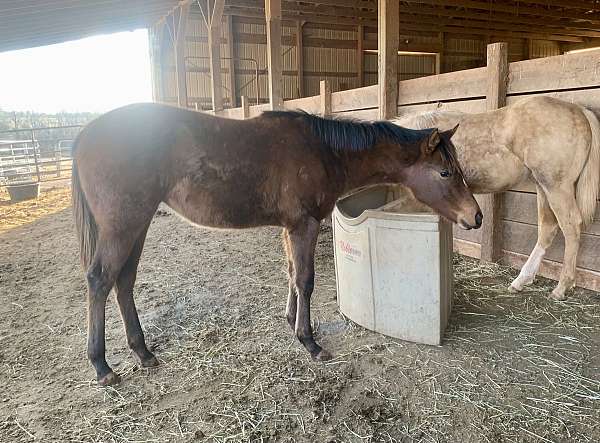 bay-apha-aqha-stallion