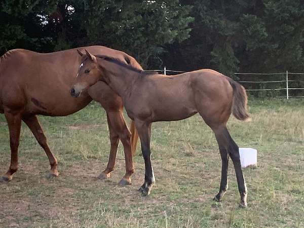 bay-apha-aqha-yearling