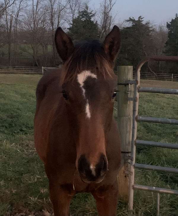 quarter-horse-filly