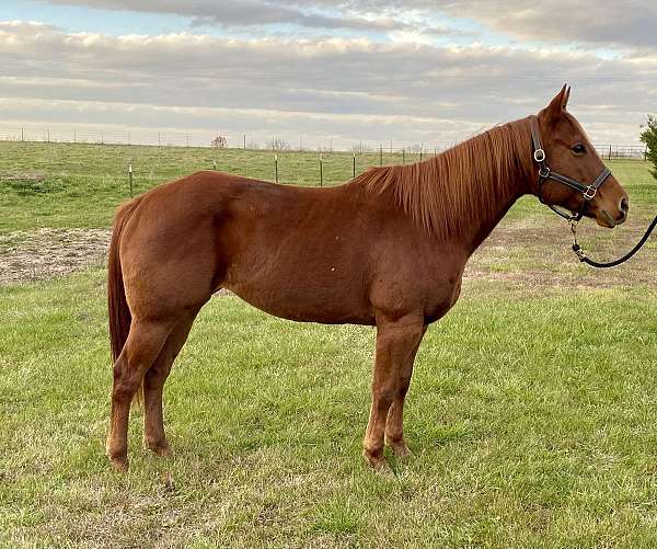 chestnut-quarter-horse-mare