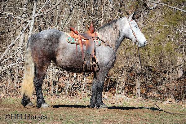 all-around-percheron-horse