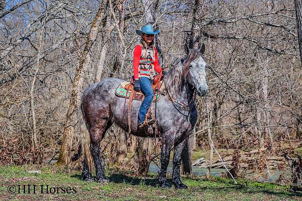 beginner-percheron-horse