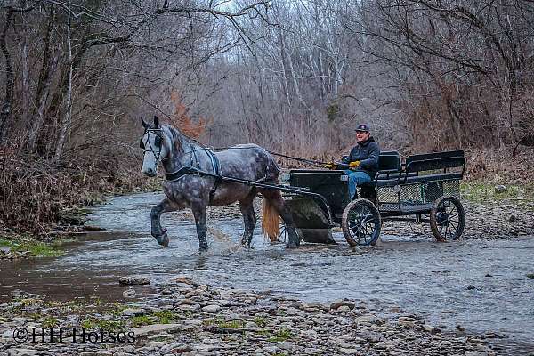 dappled-percheron-horse