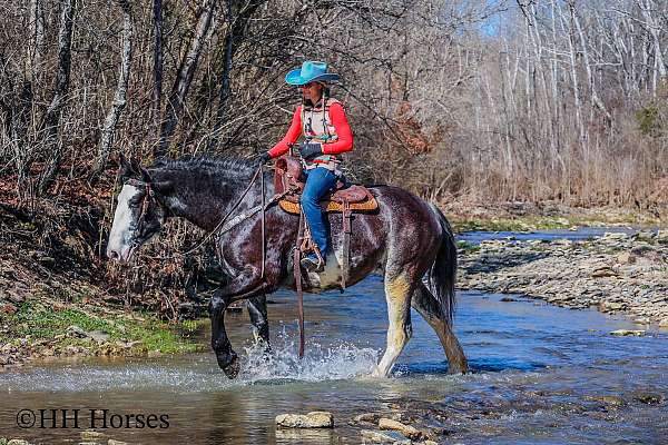 blue-roan-western-ri-horse