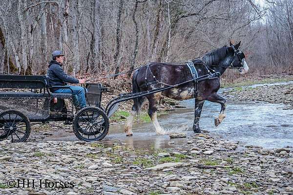 all-around-clydesdale-horse