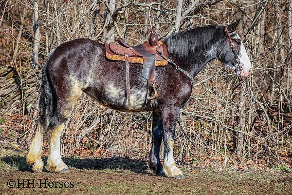 western-ri-clydesdale-horse