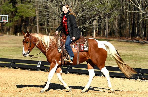 all-around-paint-horse