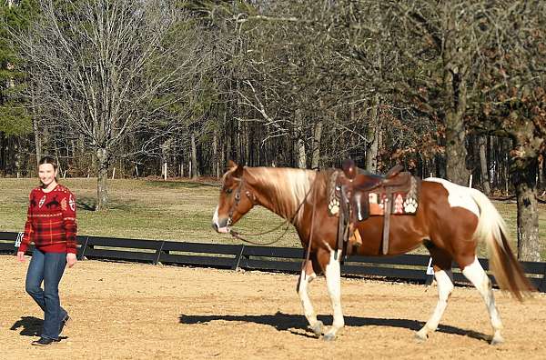 gypsy-vanner-paint-horse