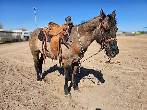 quarter-horse-gelding