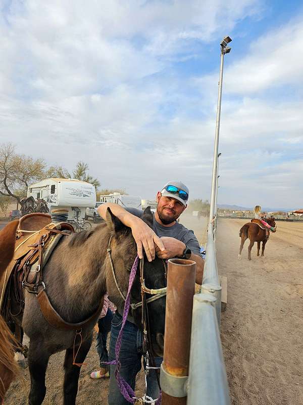 trail-gelding