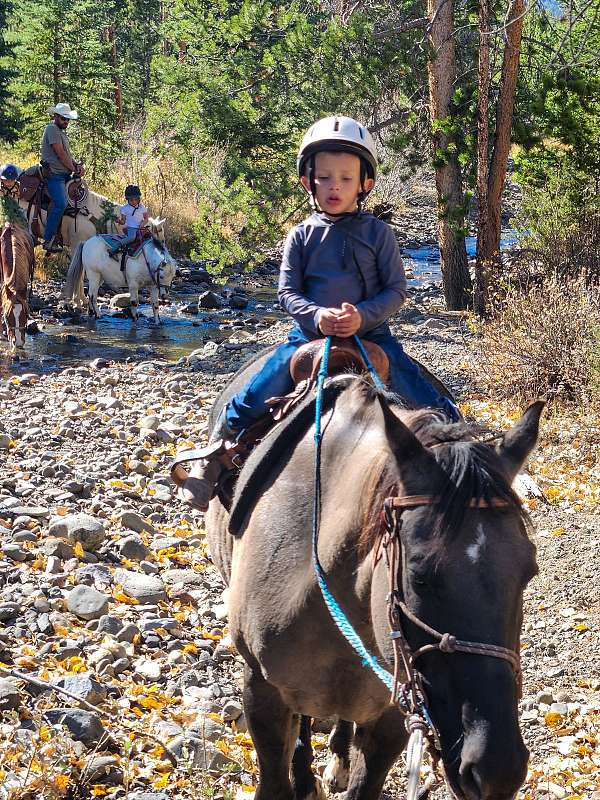 working-cattle-gelding