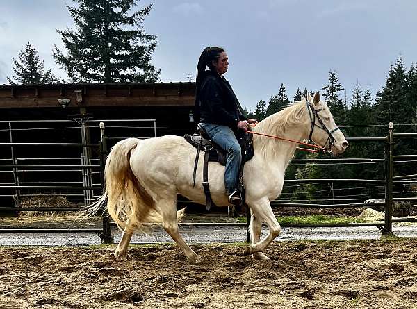 missouri-fox-trotter-mare