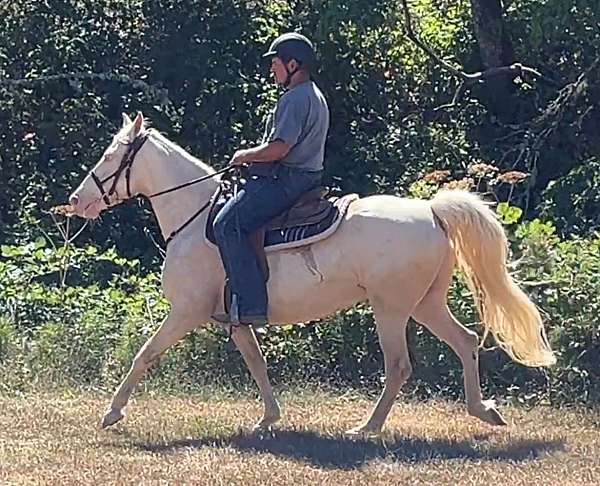 missouri-fox-trotter-mare